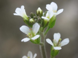 Arabidopsis_thaliana_inflorescencias